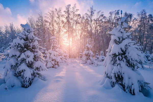View of winter forest. — Stock Photo, Image