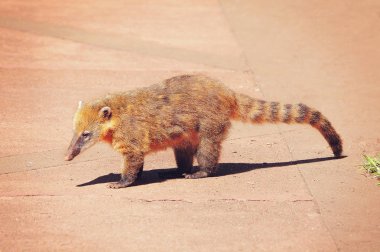 Güney Amerika coati (Nasua nasua).