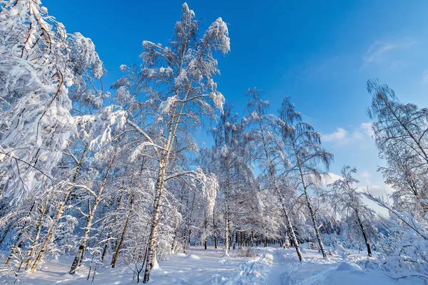 Vue sur la forêt d'hiver . — Photo