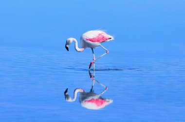 Pembe büyük kuş Flamingo su.