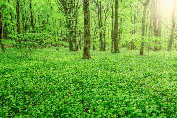 深林野蒜. — 图库照片