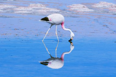 Pembe büyük kuş Flamingo su.
