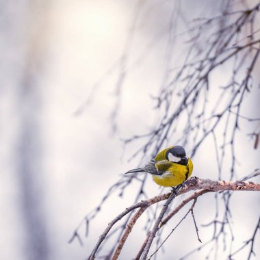 Ağaç dalı baştankara.