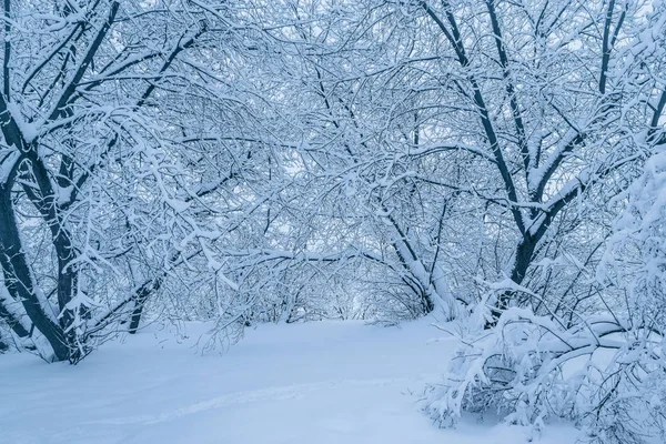 Вид на зимний лес . — стоковое фото