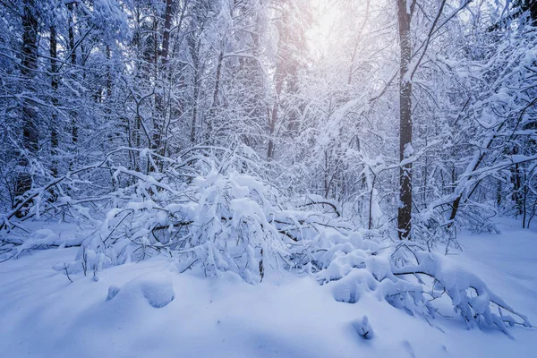 Вид на зимний лес . — стоковое фото
