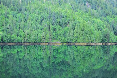 Okyanus sahilinde bahar orman.