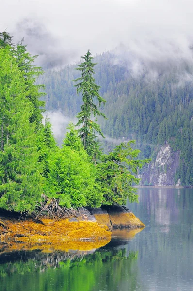 Spring forest by ocean coast. — Stock Photo, Image