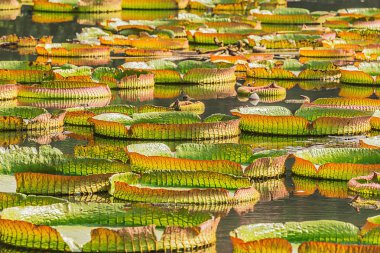 büyük yeşil yaprakları.