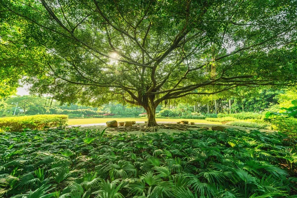 Increíbles ramas de árbol de Banyan . — Foto de Stock