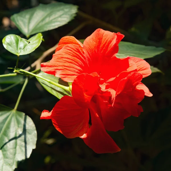 Flor roja en el jardín. —  Fotos de Stock