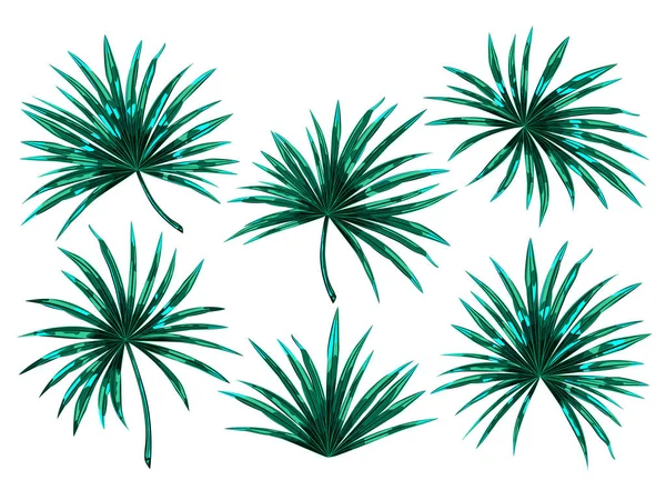 Set tropischer Palmenblätter. — Stockvektor