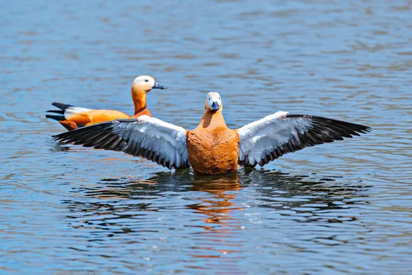 Canards rouges (Tadorna ferruginea) ). — Photo