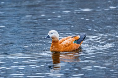 Kırmızı ördek (Tadorna ferruginea).