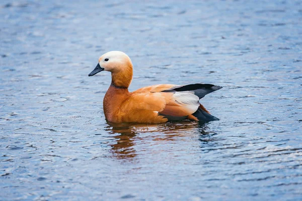 Red duck (Tadorna ferruginea).