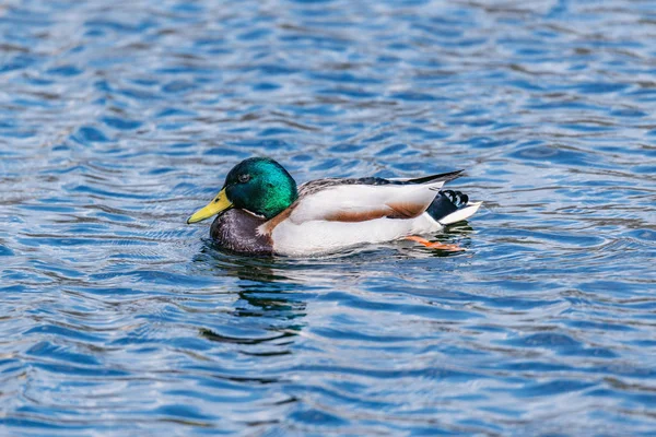 Canard mâle à la surface du lac . — Photo