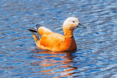 Kırmızı ördek (Tadorna ferruginea).
