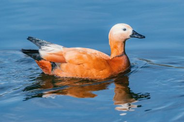 Kırmızı ördek (Tadorna ferruginea).