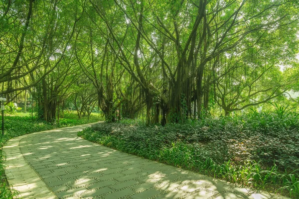 Road between banyan trees in the city park. — Stock Photo, Image