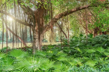 Şaşırtıcı Banyan ağacı dalları.