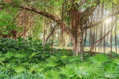 Şaşırtıcı Banyan ağacı dalları.