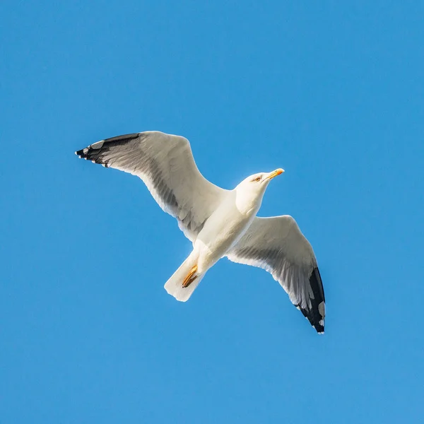 只海鸥飞过海面上蓝蓝的天空 baclground. — 图库照片
