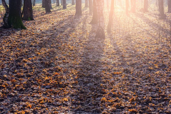 Berkenboomgaard op zonnige herfstdag. — Stockfoto