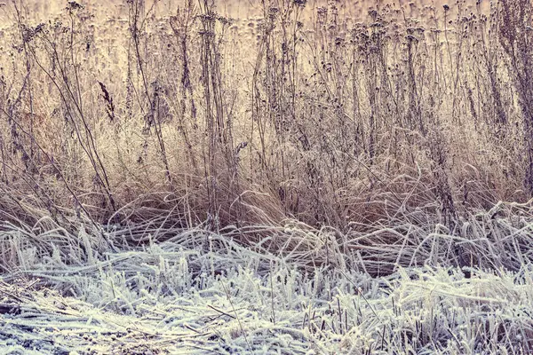 Plantes sèches et congelées dans la prairie à l'heure ensoleillée du matin d'hiver . — Photo