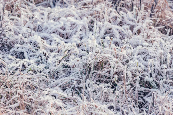Plantas secas e congeladas no prado à hora ensolarada da manhã de inverno . — Fotografia de Stock