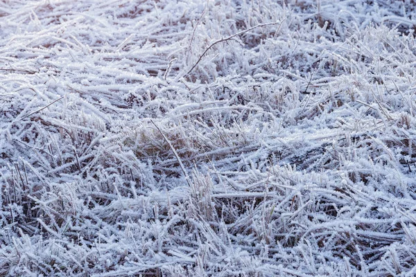 Droge en bevroren planten op het weitje op zonnige winterochtend. — Stockfoto