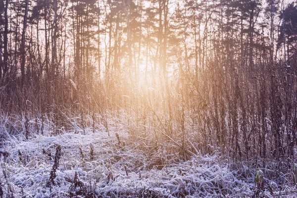 Trockene und gefrorene Pflanzen auf der Wiese bei sonnigem Wintermorgen. — Stockfoto