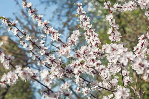 Branche de cerisier en fleurs avec des fleurs blanches sur fond bleu ciel — Photo