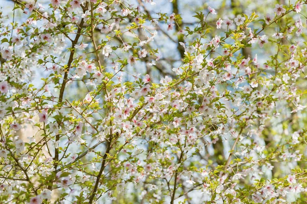 Branche de cerisier en fleurs avec des fleurs blanches sur fond bleu ciel . — Photo