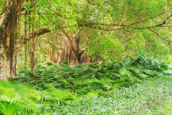 Drzewa tropikalne i rośliny w parku miejskim. Shenzhen. Chiny. — Zdjęcie stockowe