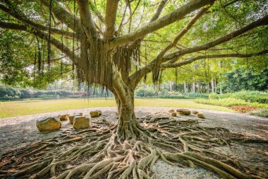 İnanılmaz banyan ağacı gövdesi, kökleri ve dalları. Şehir parkı. Shenzhen. Çin.