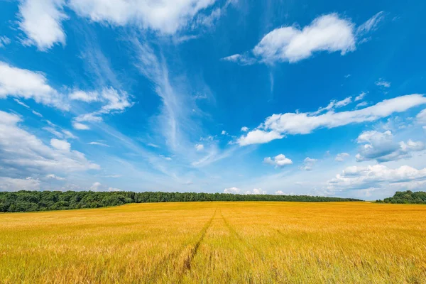 Žluté pole s žita pod modrým nebem v denním čase. — Stock fotografie