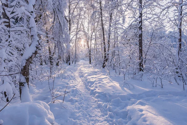 Sendero estrecho en el bosque invernal al atardecer . — Foto de Stock