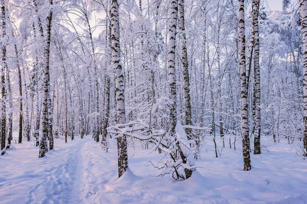 Narrow path in winter birch tree grove. — ストック写真