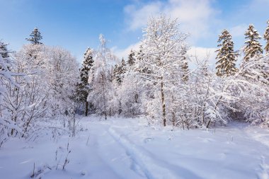 Akşam vakti, kış ormanlarında dar bir yol..