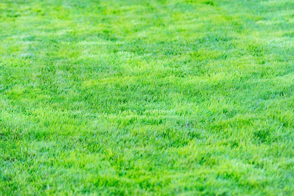 Fundo de grama verde na hora do dia ensolarado . — Fotografia de Stock