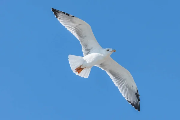 只海鸥飞过海面上蓝蓝的天空 baclground — 图库照片