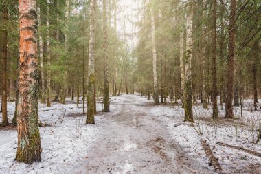 İlkbahar günü ormanda yol.