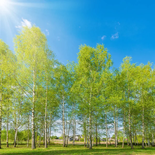 Berkenboomgaard in het voorjaar zonnige dag tijd. — Stockfoto