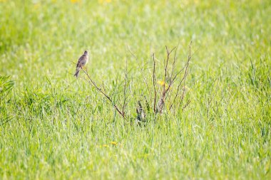 Çayırdaki ağaç dalında küçük bir kuş.