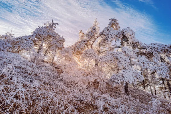 Frozen trees at sunrise time. Huangshan National park. China. — Stock Photo, Image