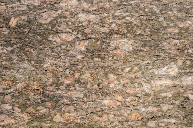 Ağaç kabuğu dokusu. Eski ağaç gövdesinin yüzeyi.