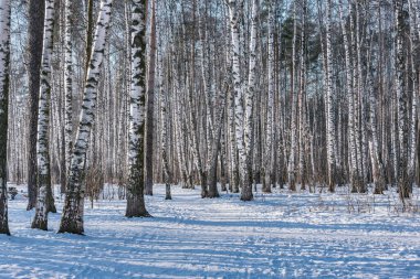 Huş ağacı grove adlı güneşli kış gündüz.