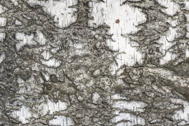 Huş ağacı kabuğu dokusu. Ağaç gövdesinin yüzeyi.