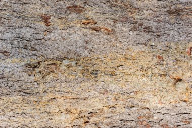 Çam ağacı kabuğu dokusu. Eski ağaç gövdesinin yüzeyi.