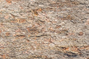 Çam ağacı kabuğu dokusu. Eski ağaç gövdesinin yüzeyi.