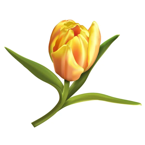 Jeden Barevný Tulipán Izolovaný Bílém Pozadí Vektorová Ilustrace — Stockový vektor
